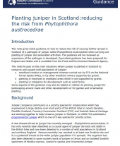 Planting Juniper in Scotland: Reducing the Risk from Phytophthora austrocedrae